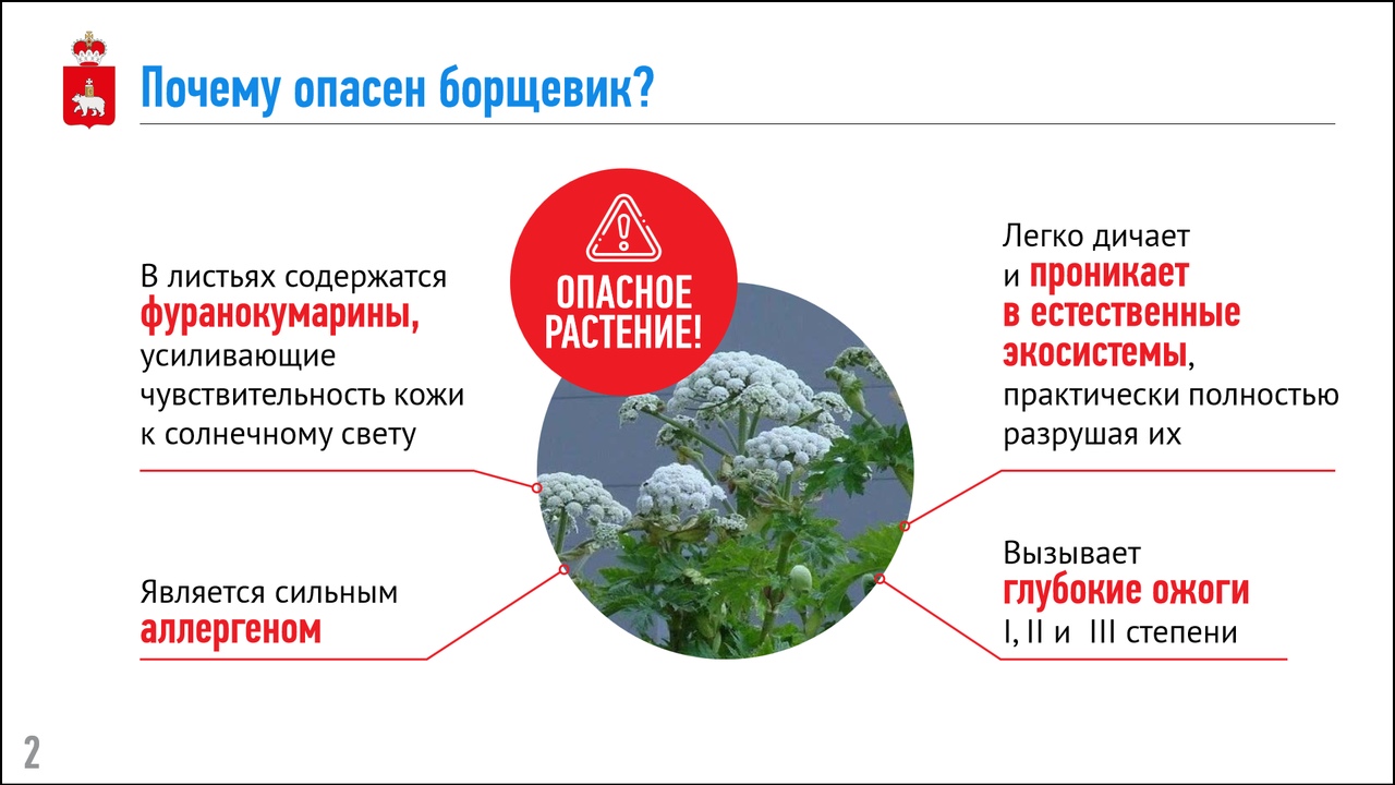 Карта борщевика в московской